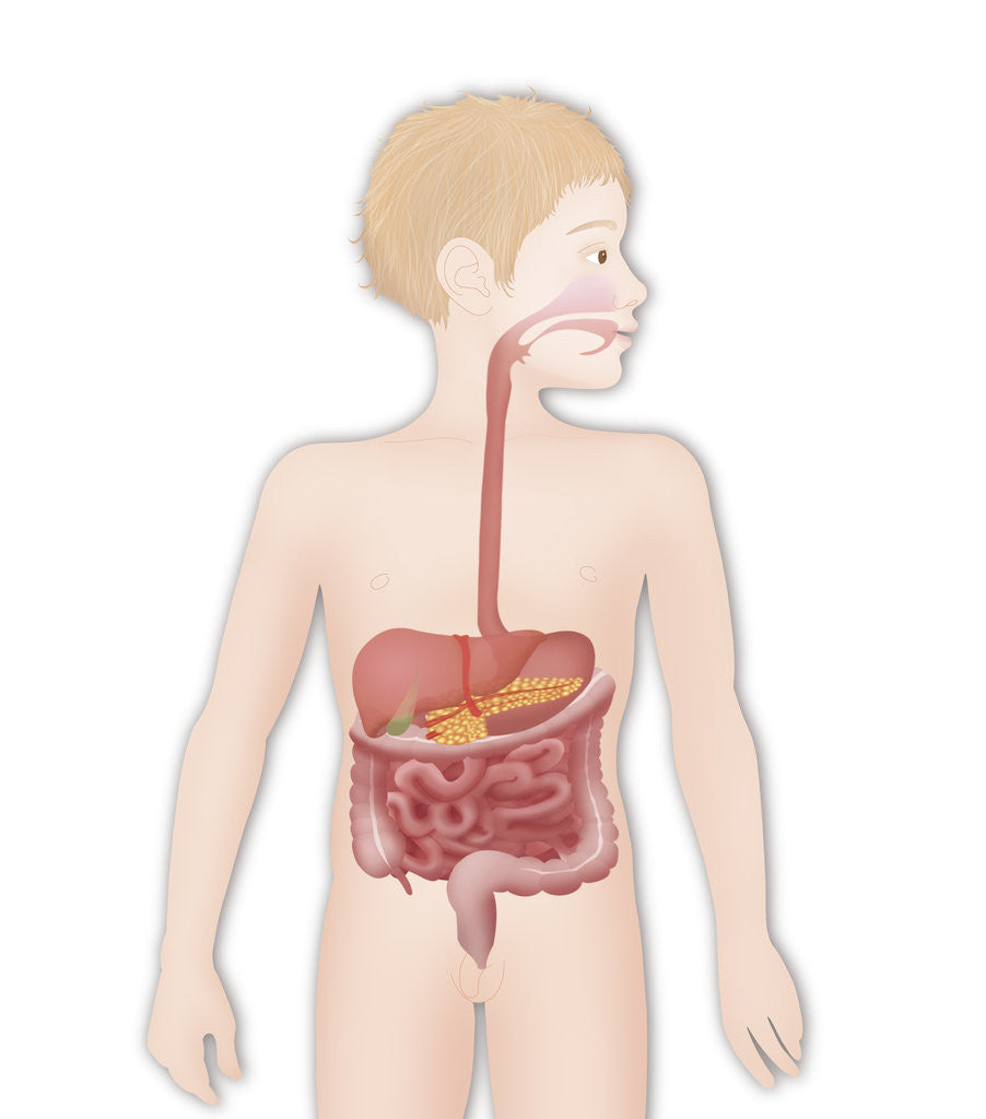 Detail of Digestive system, illustration by Anonymous