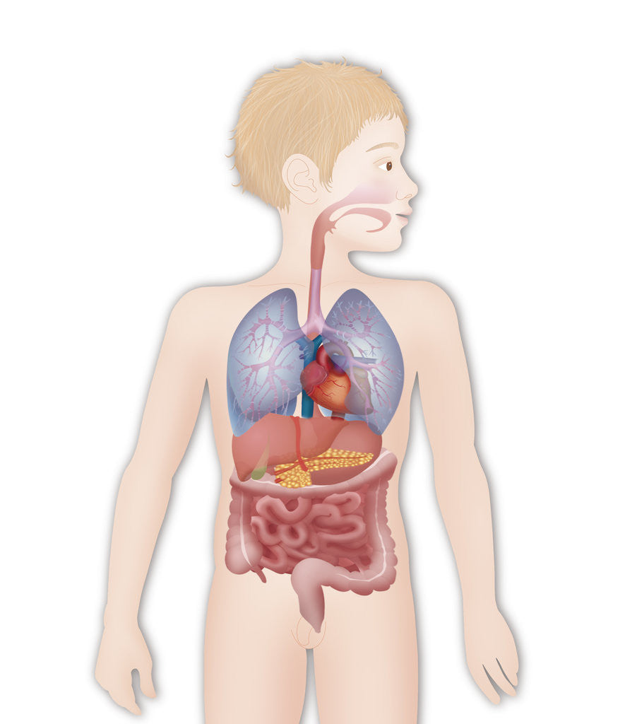 Detail of Anatomy, trunk by Anonymous