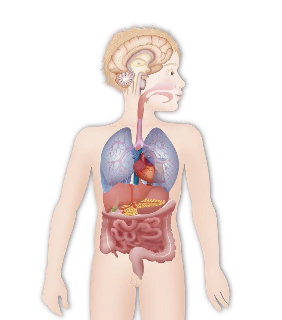 Detail of Anatomy by Anonymous