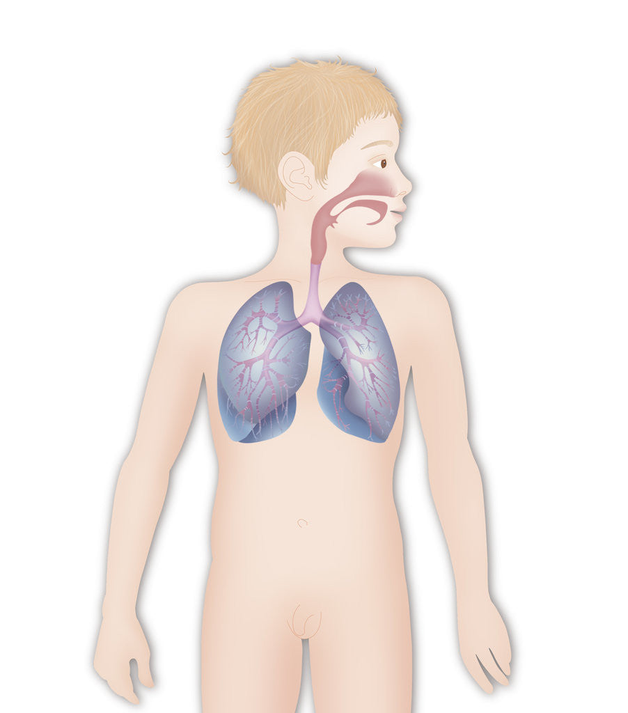 Detail of Respiratory tract, drawing by Anonymous