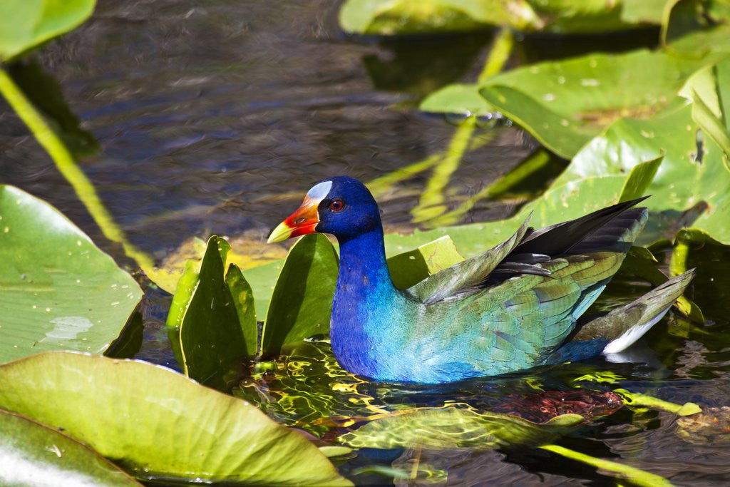 Detail of Purple Gallinule on Lily Pads by Anonymous
