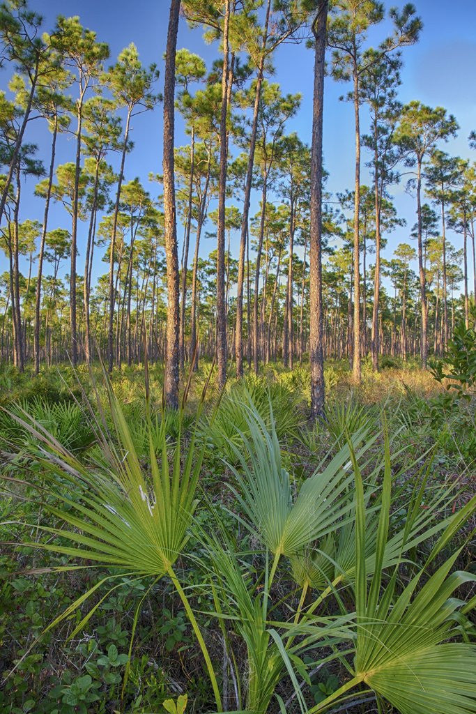 Detail of Pine Forest in Long Pine area of Everglades NP by Anonymous