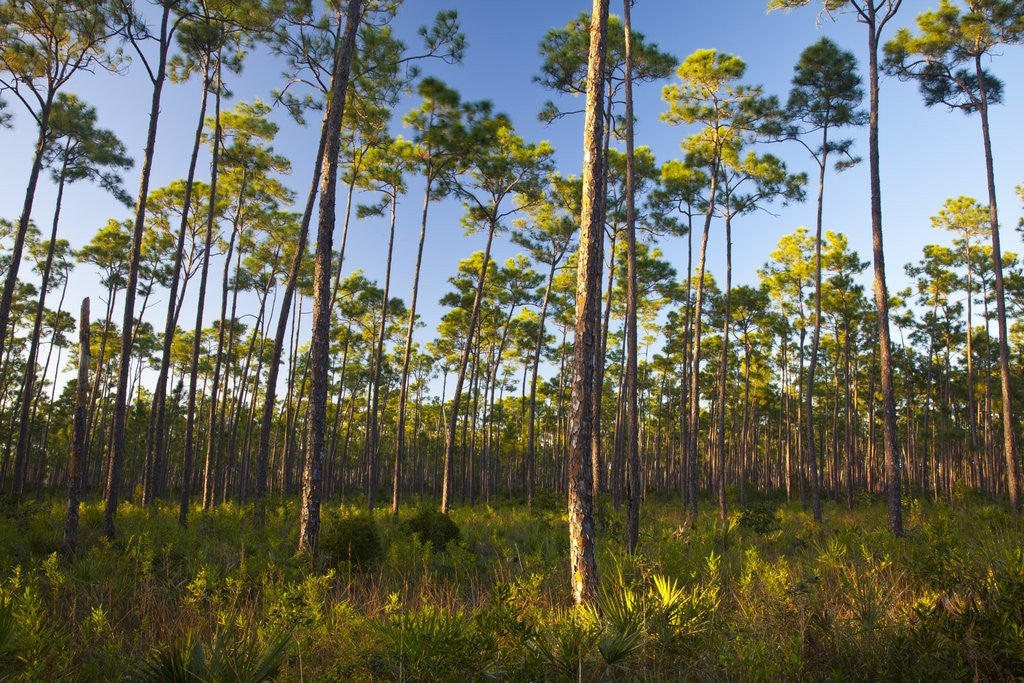 Detail of Pine Forest in Long Pine area of Everglades NP by Anonymous