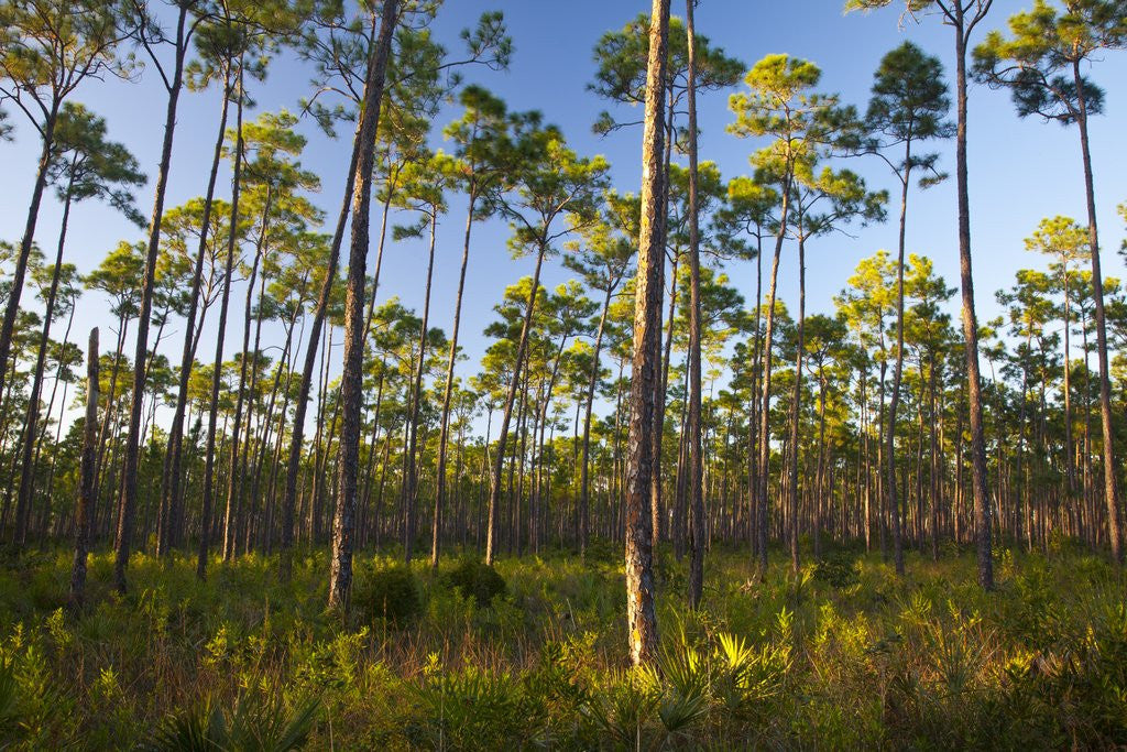 Detail of Pine Forest in Long Pine area of Everglades NP by Corbis