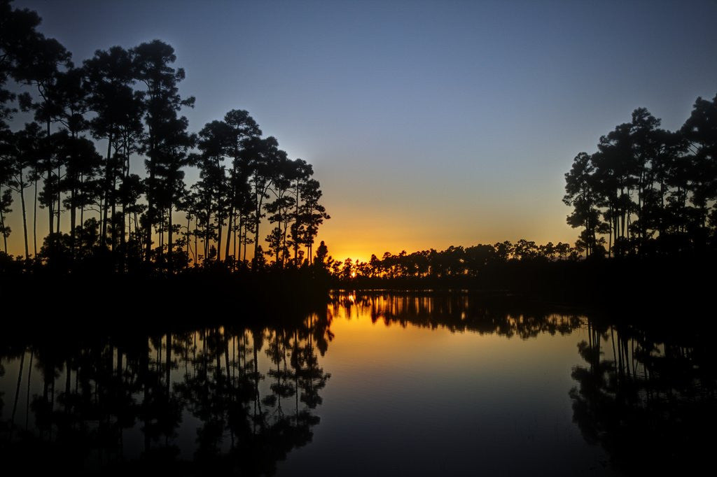 Detail of Sunset in Long Pine area of Everglades NP by Anonymous