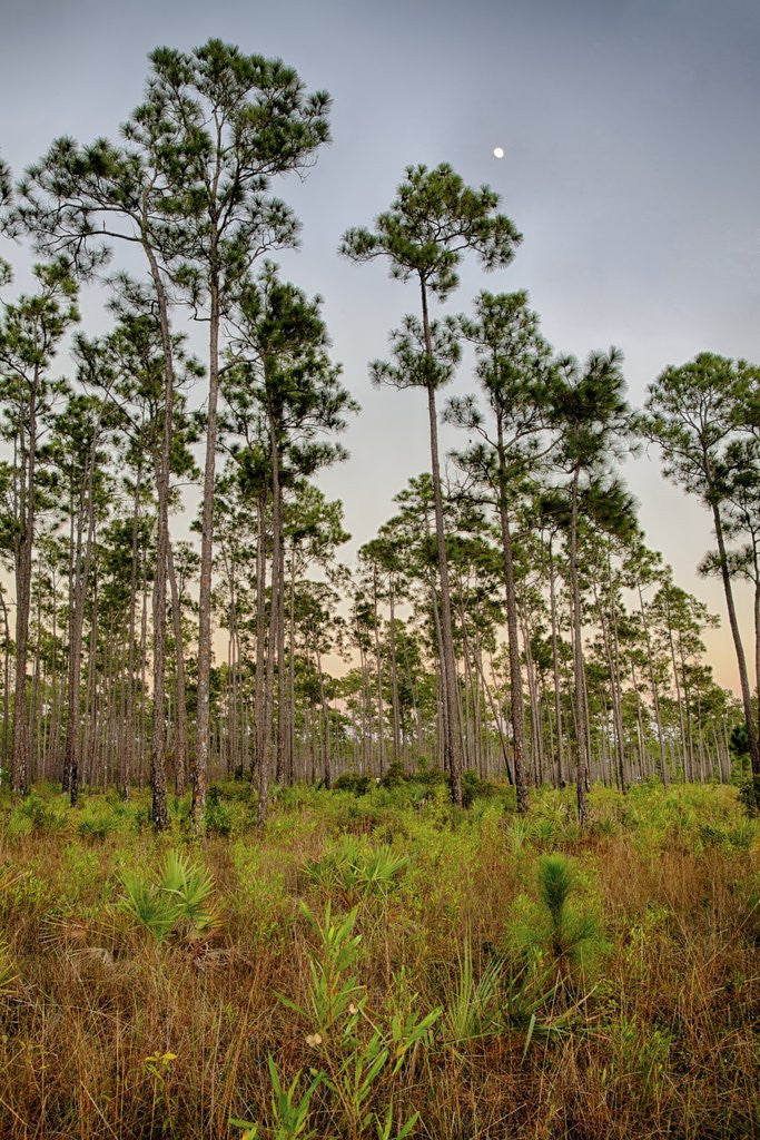 Detail of Pine Forest in Long Pine area of Everglades NP by Anonymous