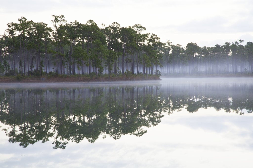 Detail of Fog over the lake in Long Pine area of Everglades NP by Anonymous