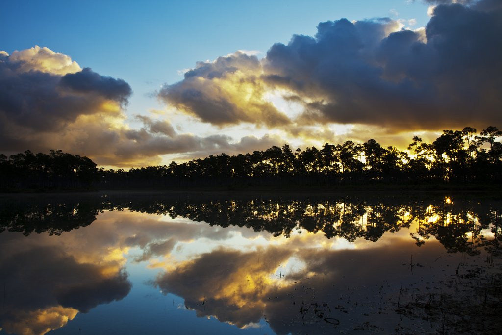 Detail of Sunrise in Long Pine area of Everglades NP by Anonymous