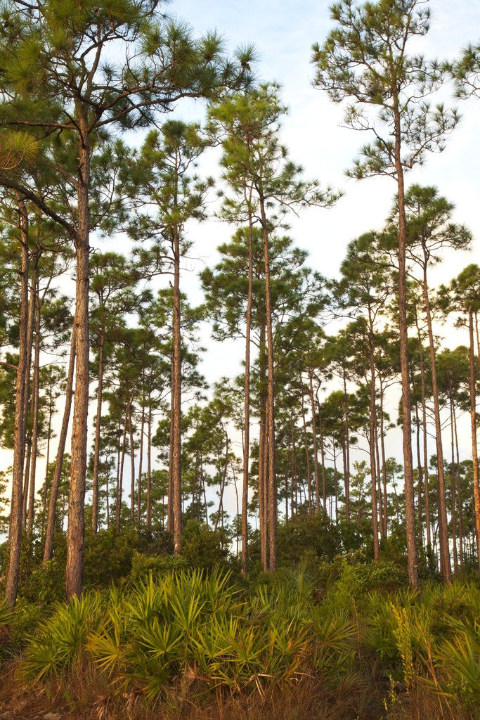 Detail of Pine Forest in Long Pine area of Everglades NP by Anonymous