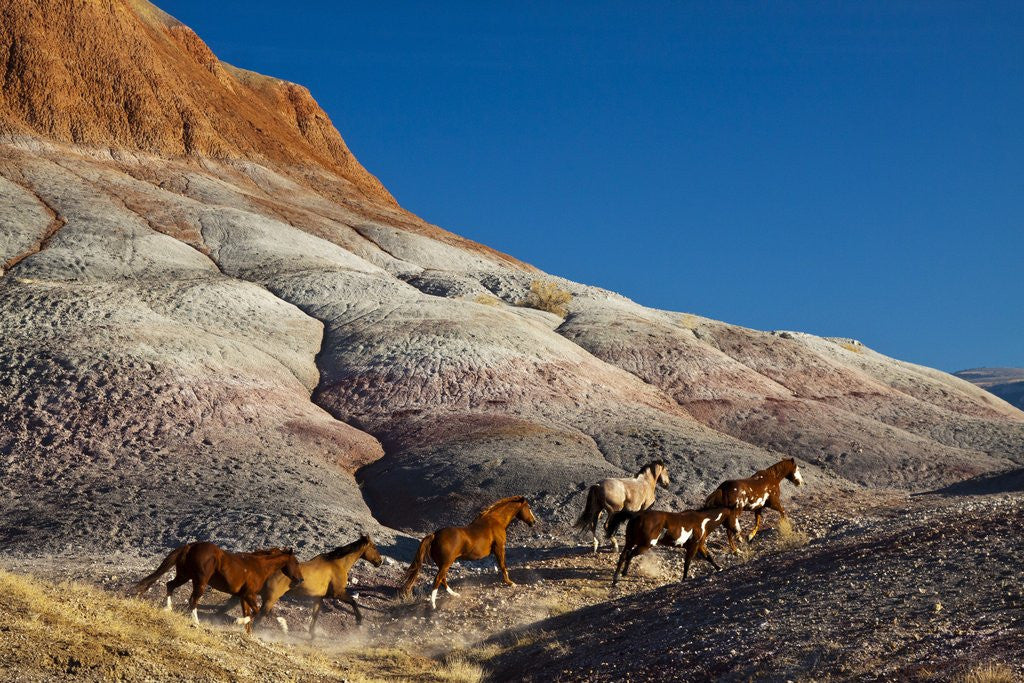 Detail of Herd of horses running along the Red Rock hills of the Big Horn Mountains by Anonymous