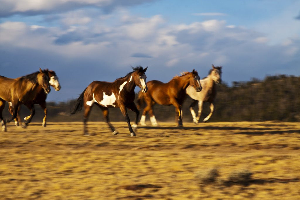 Detail of Herd of horses running by Anonymous