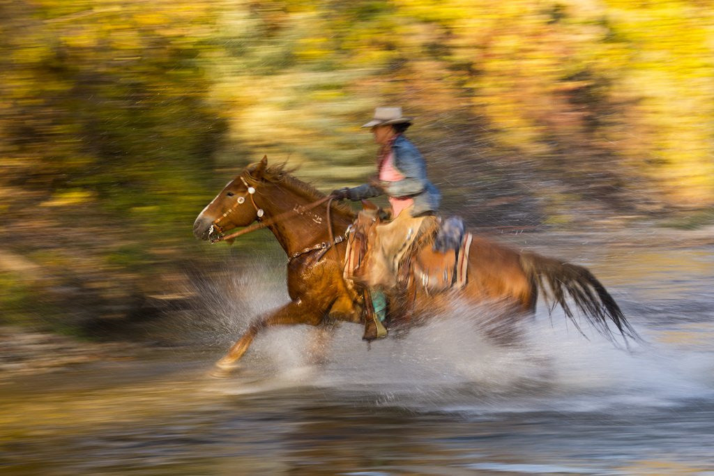 Detail of Cowgirl riding through river on a horse by Corbis