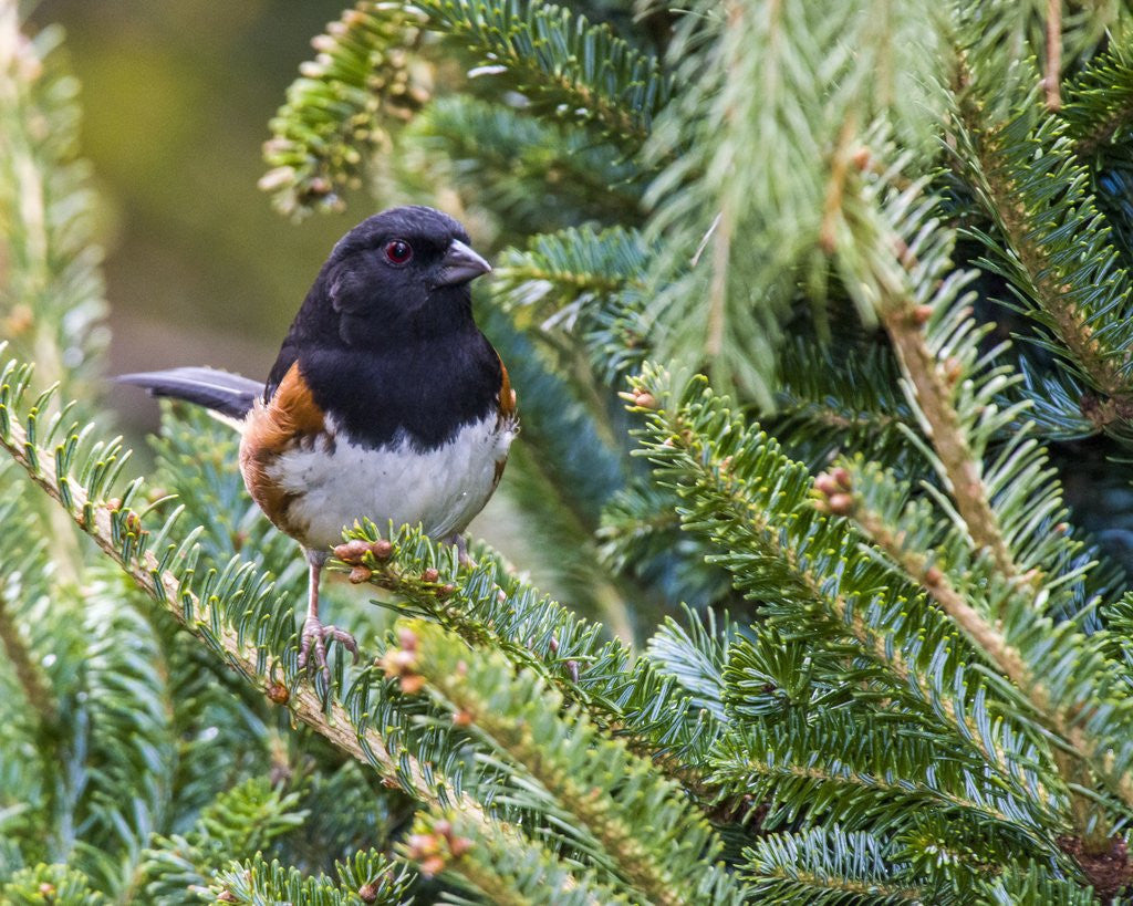 Detail of Rufous Towhee by Anonymous