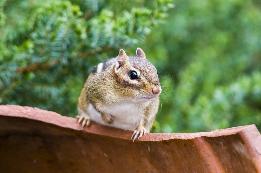 Detail of Eastern Chipmunk by Anonymous