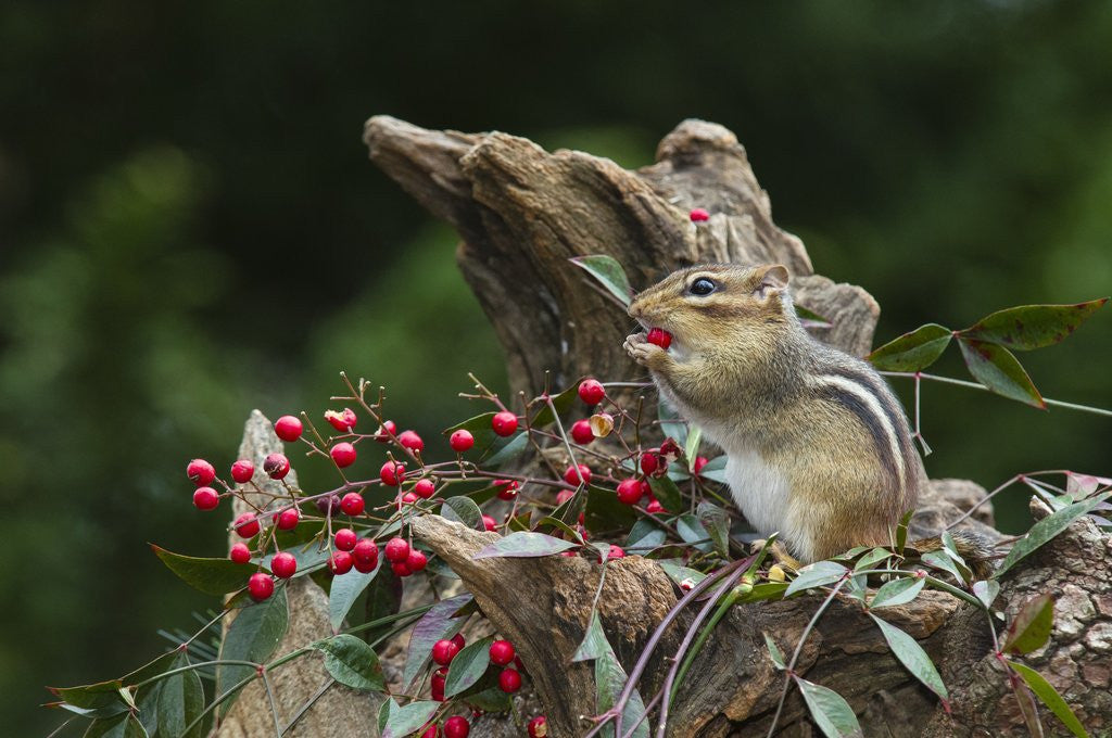 Detail of Eastern Chipmunk by Anonymous