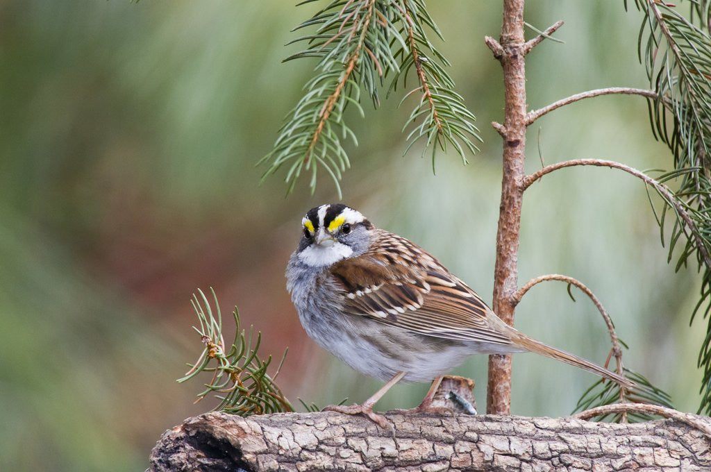 Detail of White-throated Sparrow by Anonymous