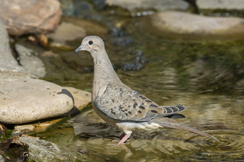 Detail of Mourning Dove by Anonymous