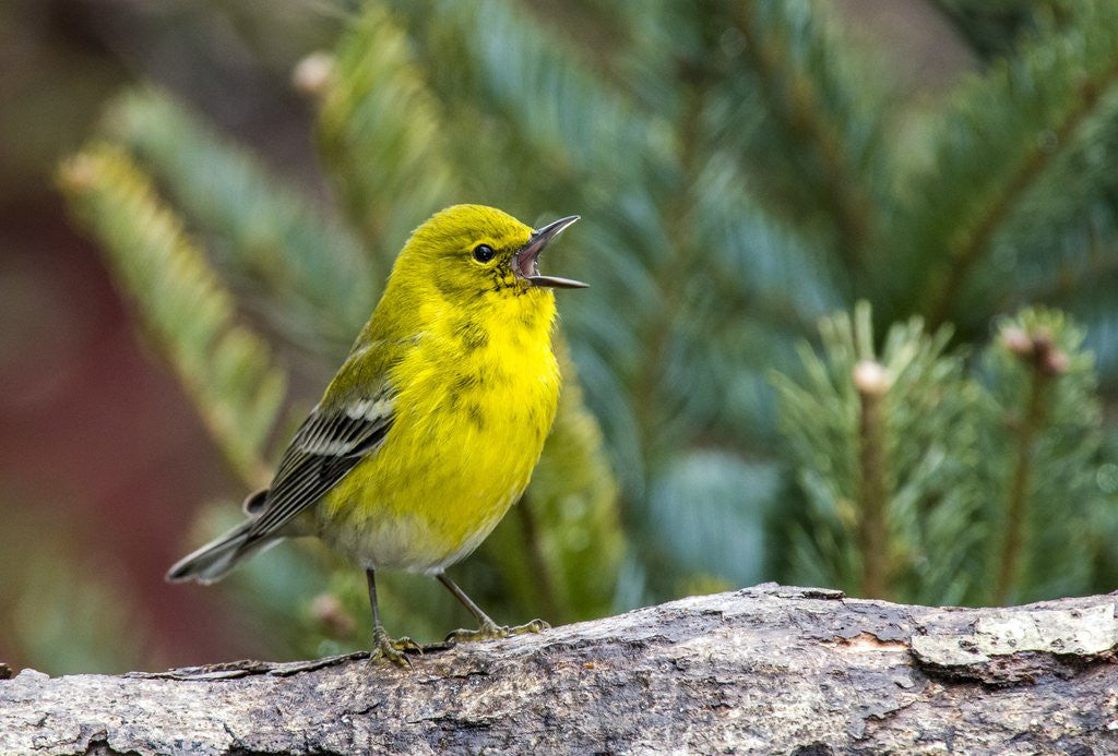 Detail of Pine Warbler by Anonymous