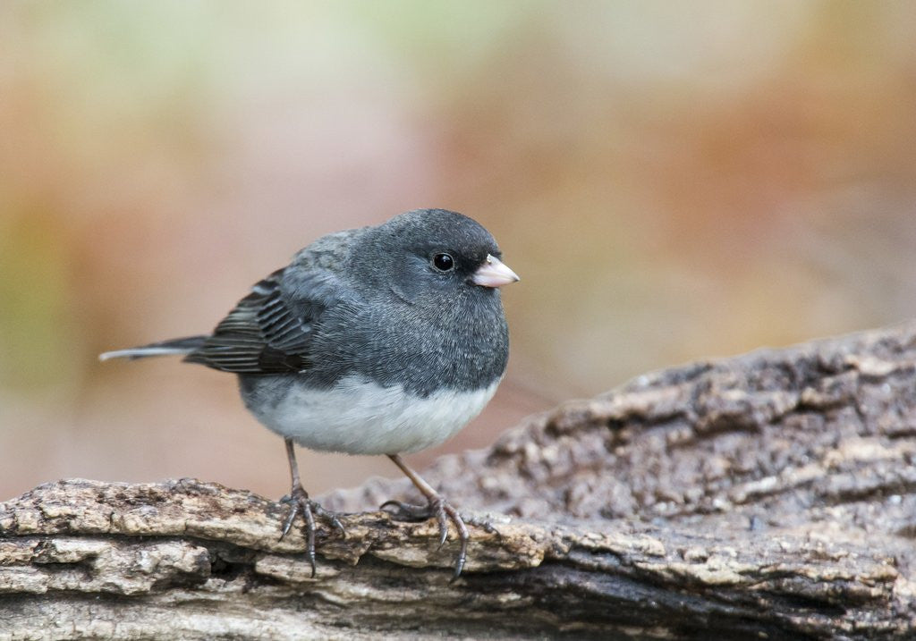 Detail of Dark-eyed Junco by Anonymous