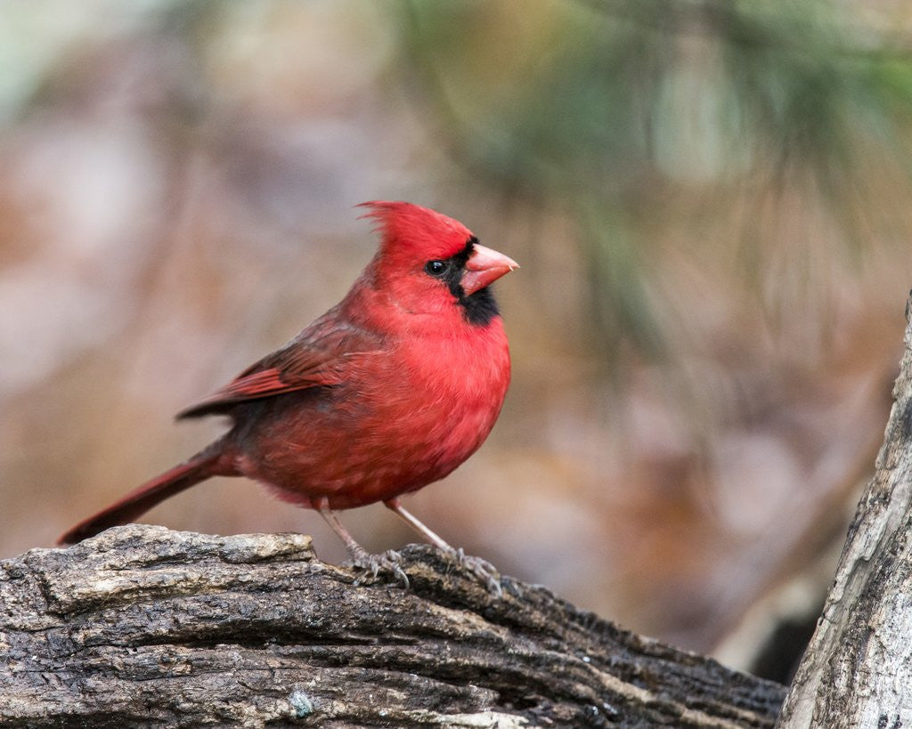 Detail of Northern Cardinal by Anonymous
