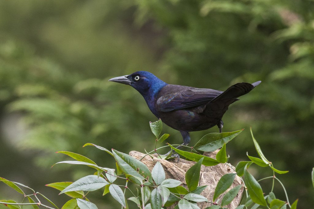 Detail of Common Grackle by Corbis