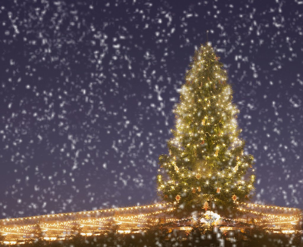 Detail of Christmas tree under snowfall by Anonymous