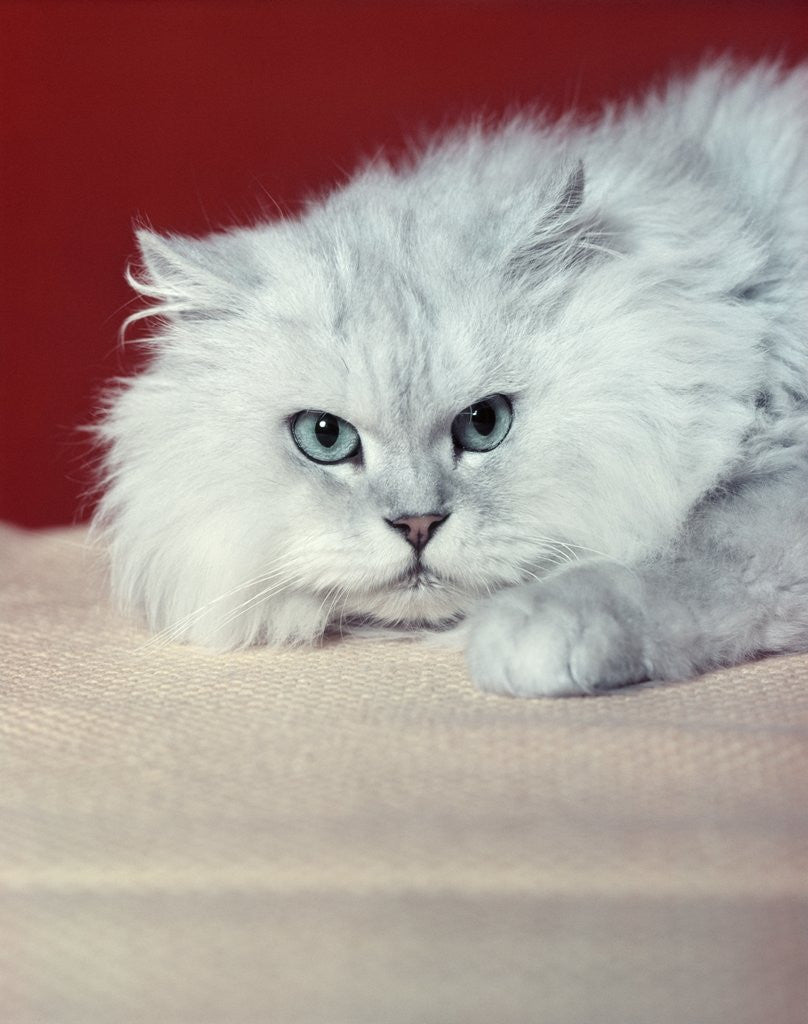 Detail of gray White Long Haired Cat Blue Eyes Pink Nose Looking At Camera Uncertain Secret Mean Expression by Corbis