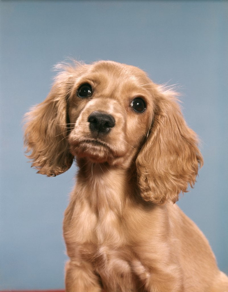 Detail of 1980s Cute Cocker Spaniel Puppy Looking At Camera by Corbis