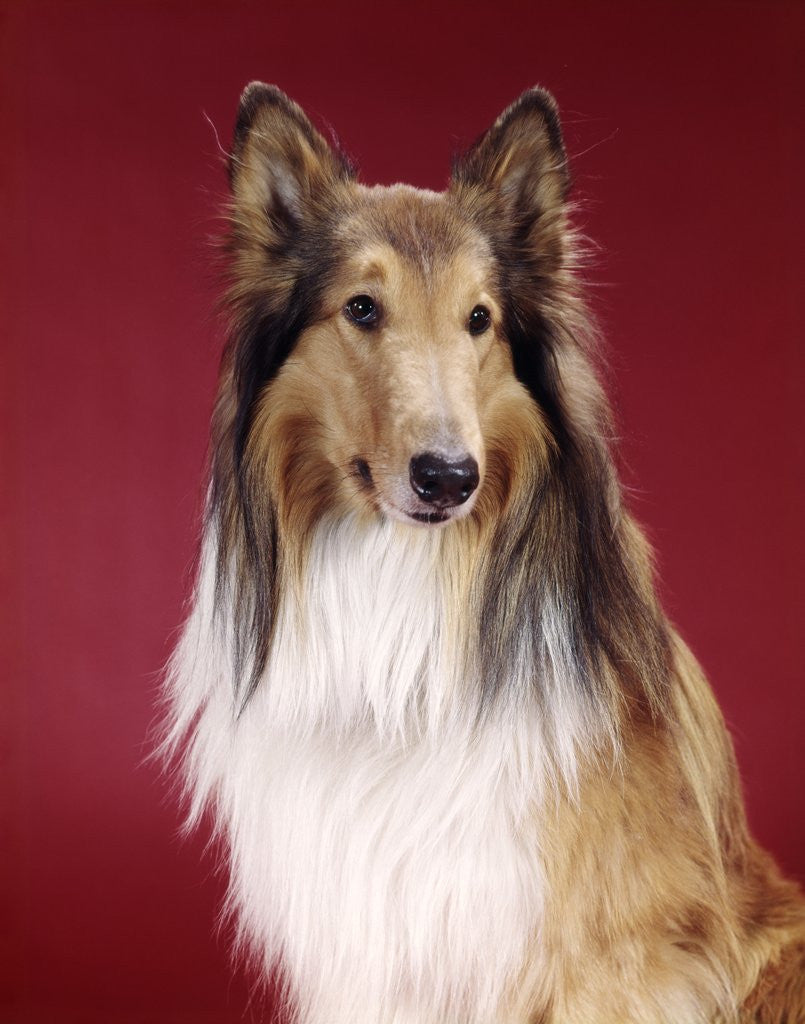 Detail of 1960s Portrait Of Collie Dog On Red Background by Anonymous