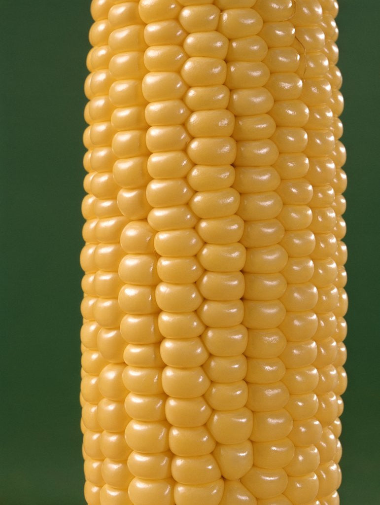 Detail of detail Of An Ear Of Yellow Corn On The Cob On Green Background by Anonymous