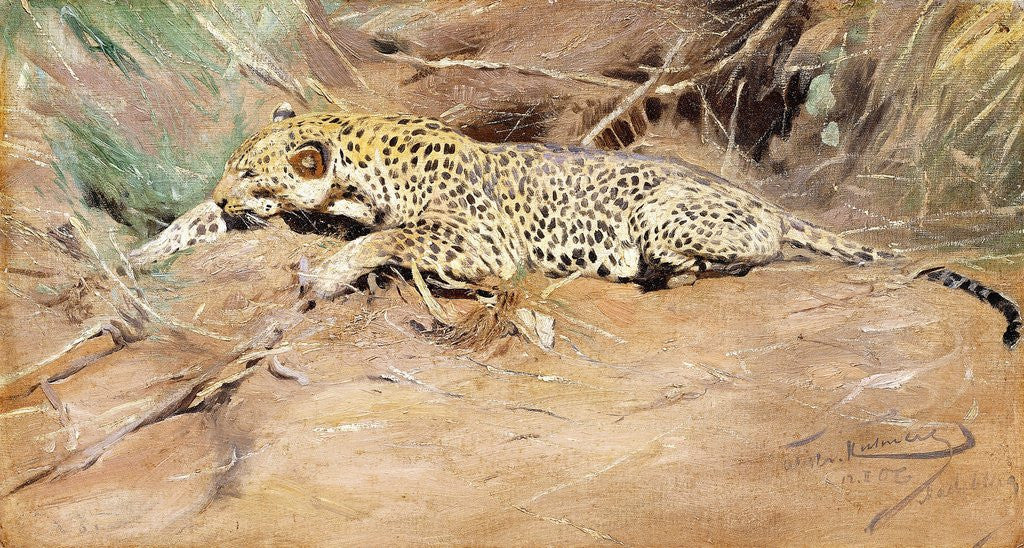 Detail of A Leopard by Wilhelm Kuhnert