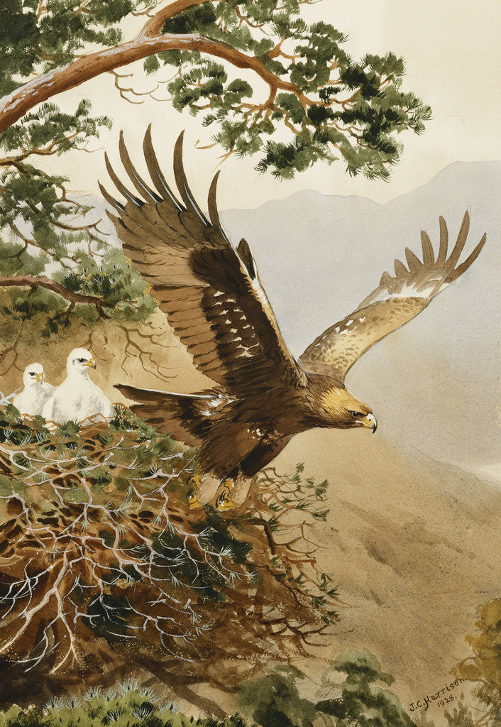 Detail of Golden Eagle with Young, Aviemore by John Cyril Harrison