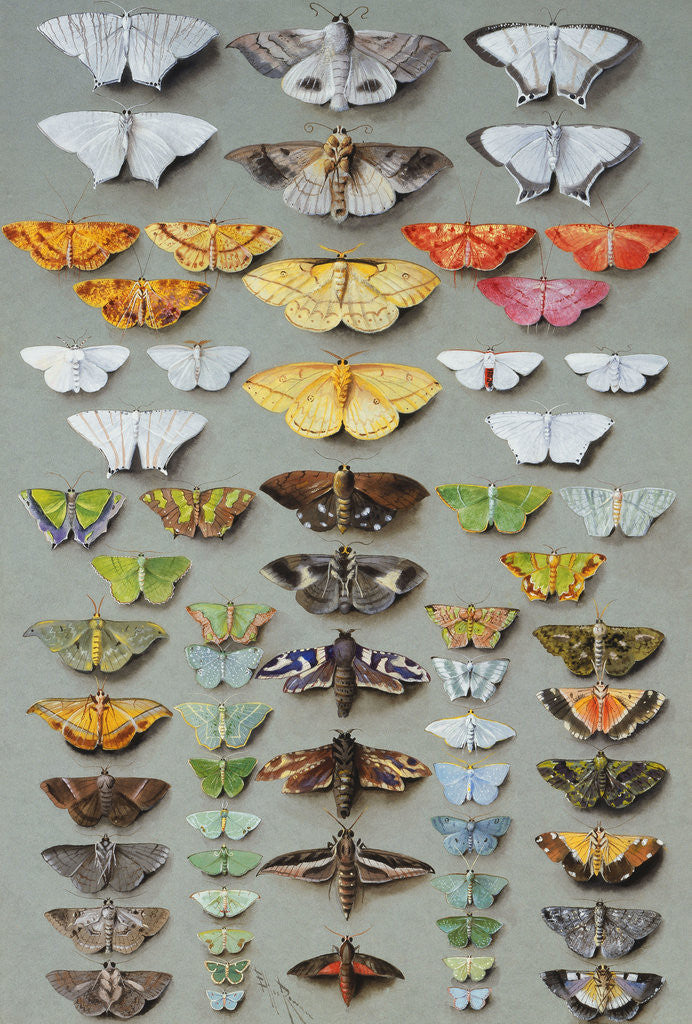 Detail of Sixty-three Moths, arranged in three or five irregular columns by Marian Ellis Rowan