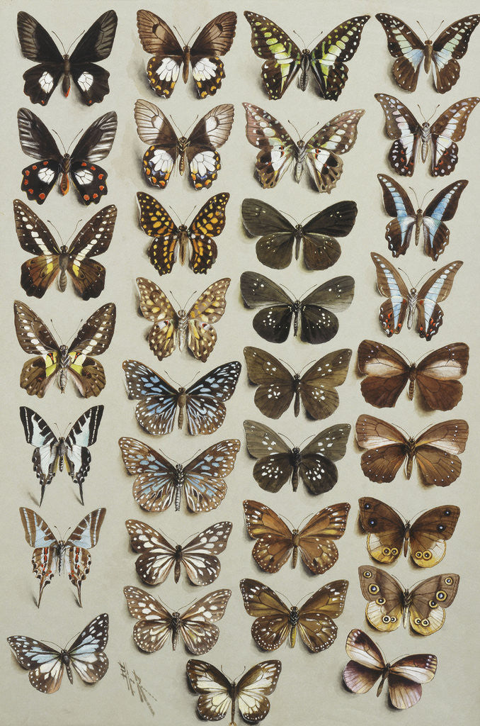 Detail of Thirty-three butterflies, in four columns, belonging to the Papilionidae and Danainae families by Marian Ellis Rowan