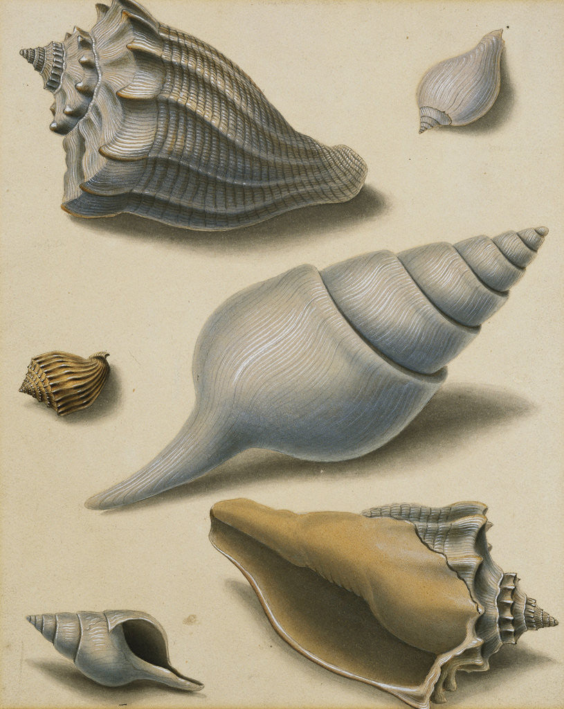 Detail of Studies of Shells and Marine Flora by Sydenham Teast Edwards