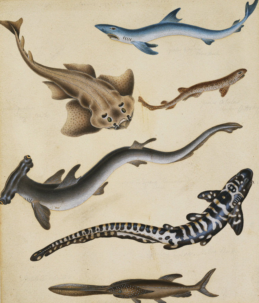 Studies of Fish including Shark, Pikefish, Carp and Gillhead by Sydenham Teast Edwards