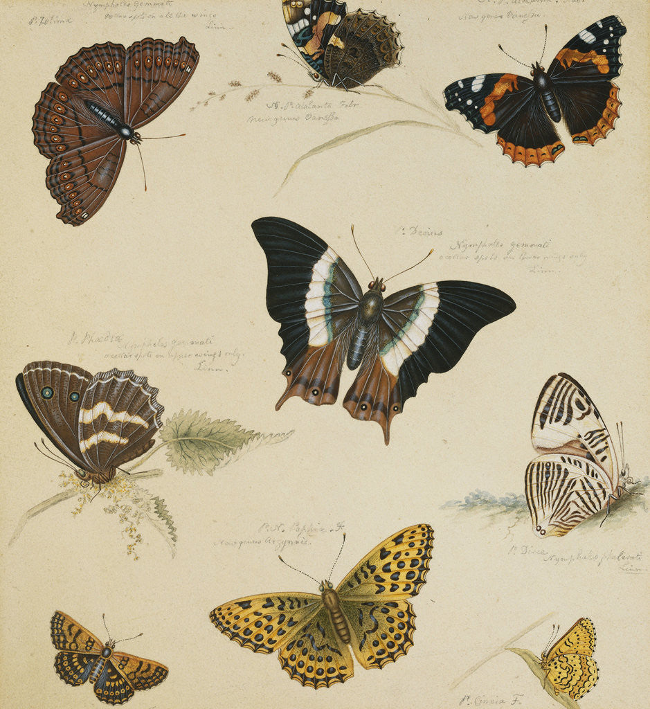 Detail of Studies of Butterflies and Insects by Sydenham Teast Edwards