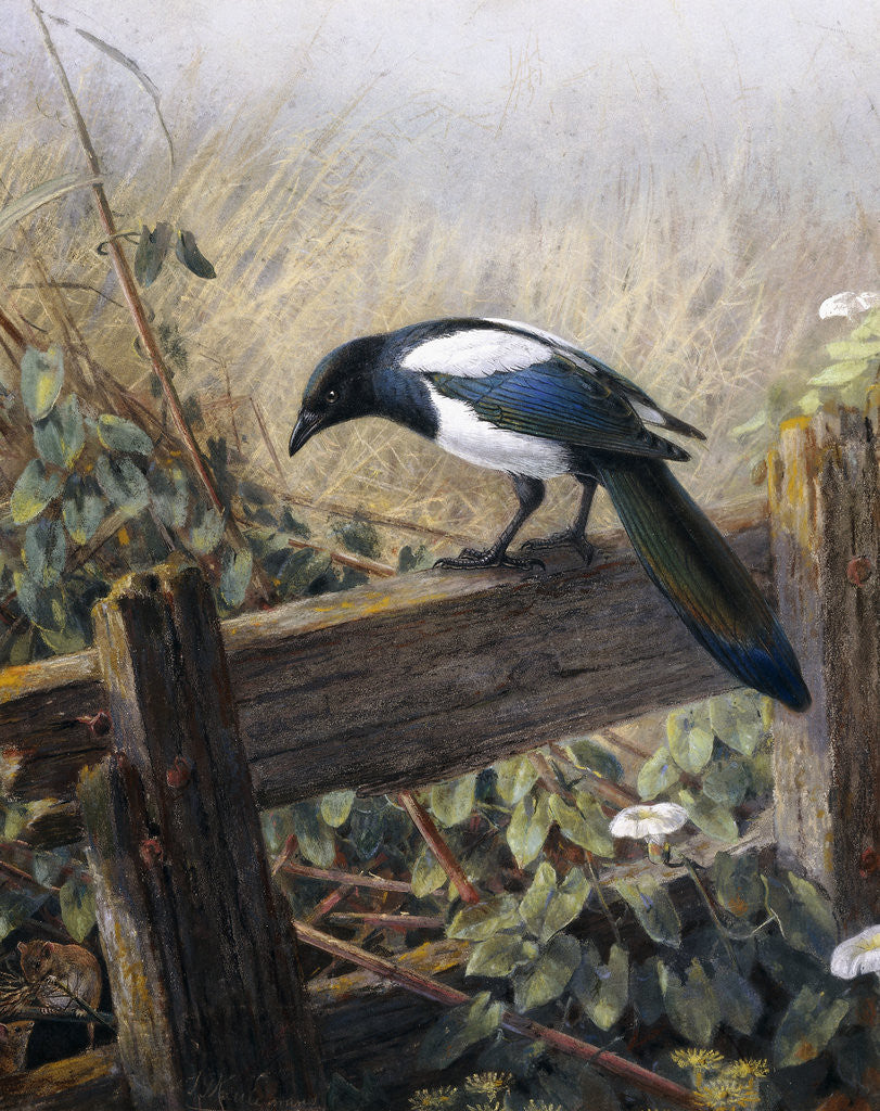 Detail of A Magpie Observing Fieldmice by Johan Gerard Keulemans