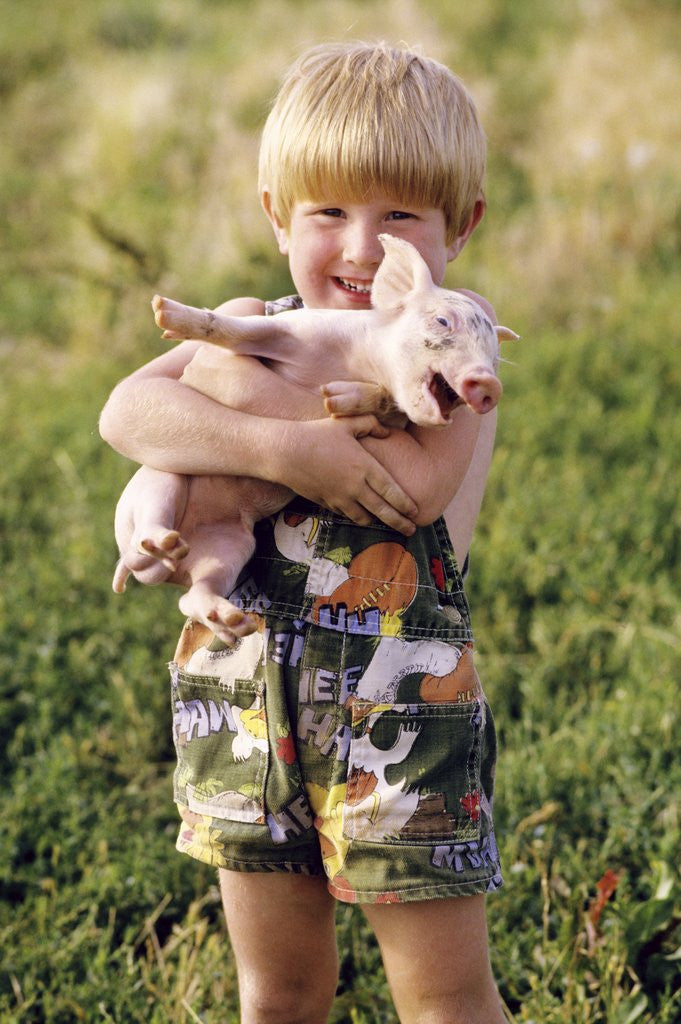Detail of smiling Blond 4 Year Old Boy Holding Squealing Baby Pig by Corbis
