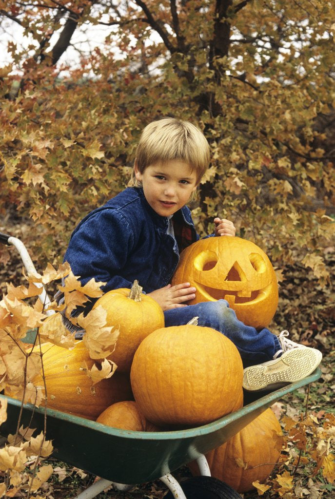 Detail of 1980s Boy Setting In Wheel Barrow With Halloween Pumpkins Looking At Camera by Anonymous