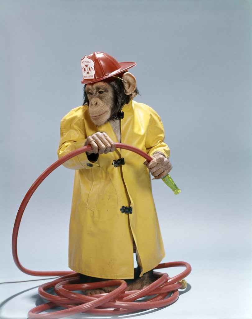 Detail of 1960s Funny Chimpanzee In Fireman Raincoat And Safety Helmet Holding Red Hose by Corbis