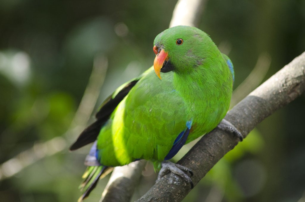 Detail of The Eclectus Parrot (Eclectus roratus), Indonesia by Anonymous