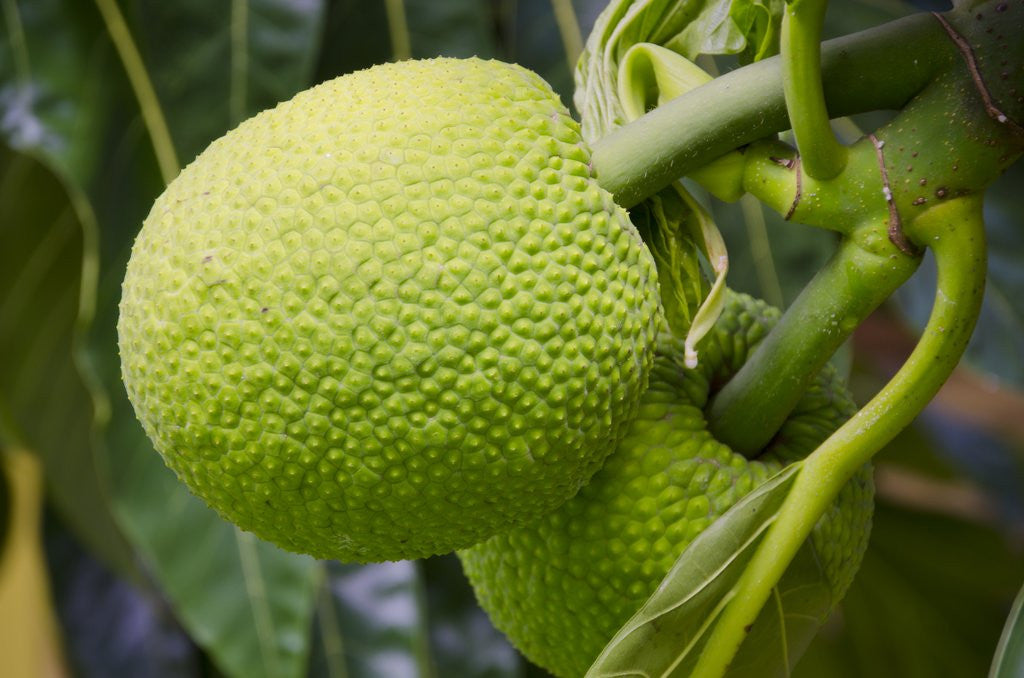 Detail of Fresh Green Breadfruit by Anonymous