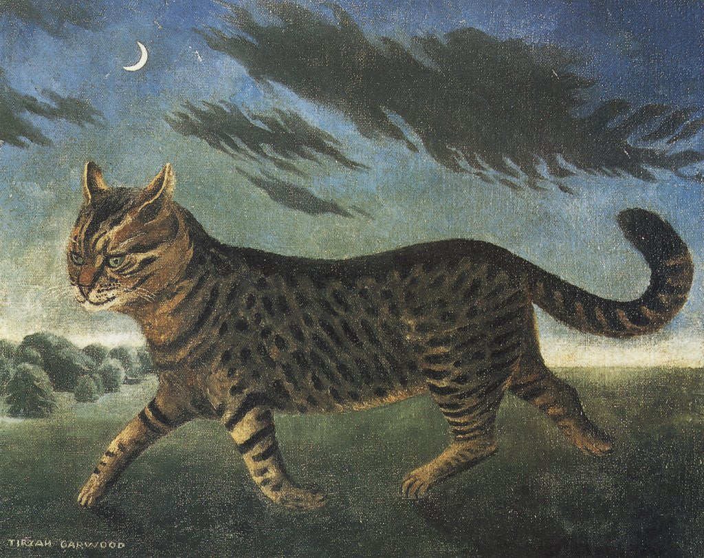 Detail of Tabby cat walking at night by Anonymous