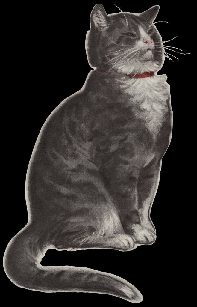 Detail of Dignified grey tabby cat by Corbis