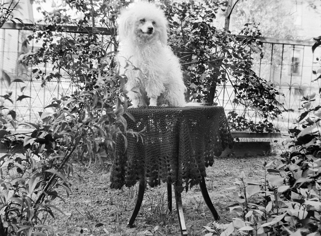 Detail of A shaggy looking dog awaits grooming on a table, ca. 1910 by Corbis