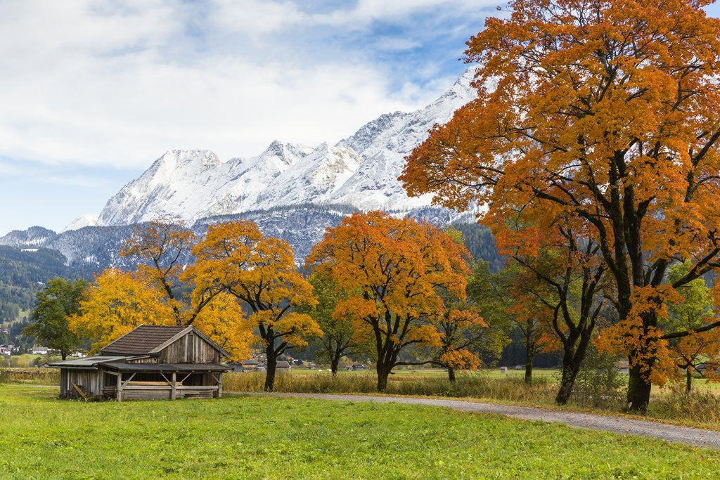 Detail of Autumn colors by mountain range by Anonymous