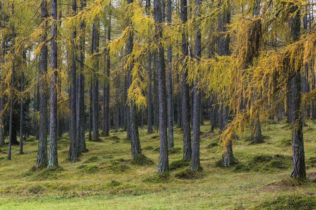 Detail of Autumn colors by Anonymous