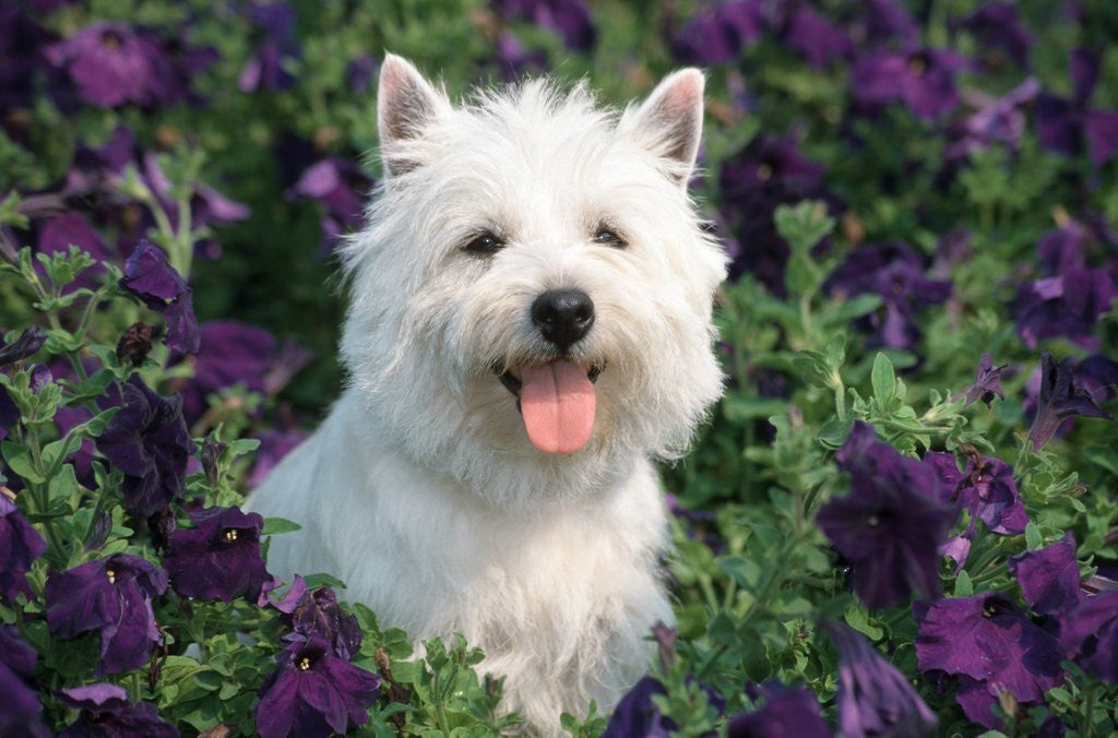 Detail of west Highland Terrier Sitting In Petunias by Anonymous