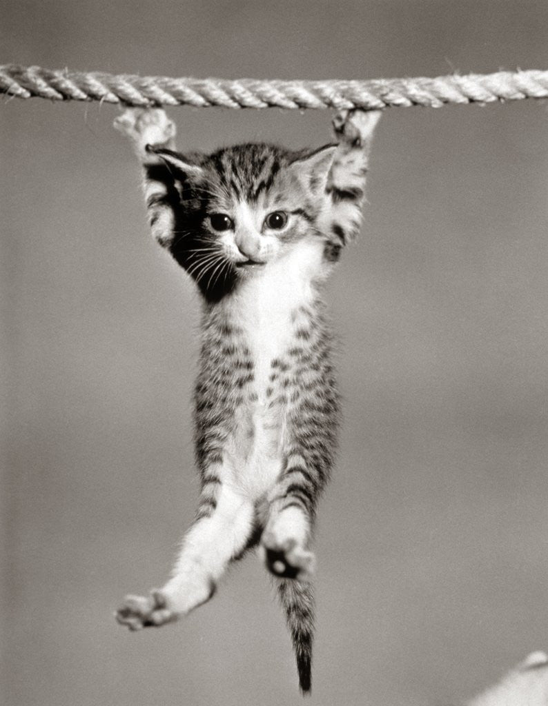 Detail of 1950s Little Kitten Hanging From Rope Looking At Camera by Corbis